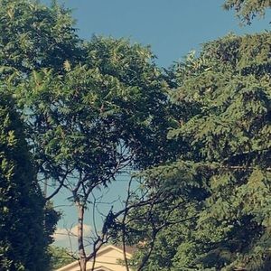 Meet your Posher, Damiano